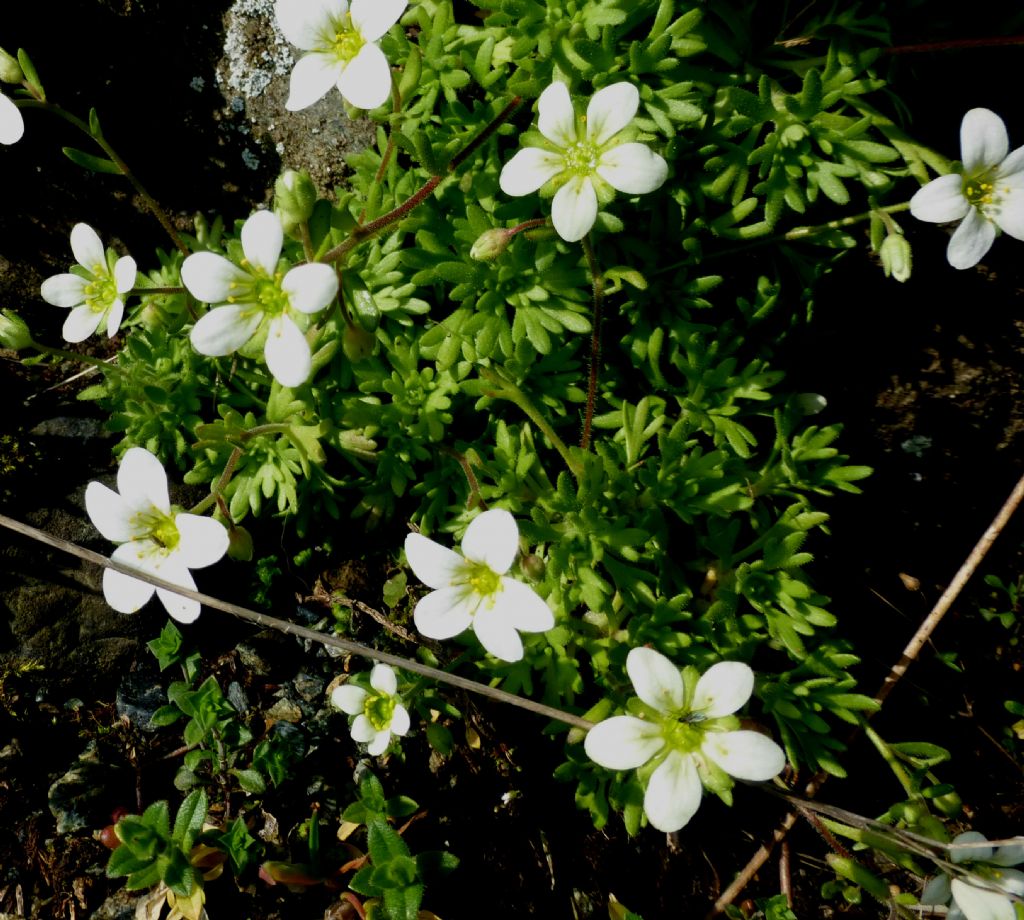 Saxifraga exarata